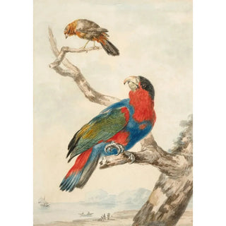 Reproduction of the painting of a parrot and another bird on a branch near a coast - Abraham Meertens