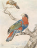 Parrot Painting - Abraham Meertens — artwork view