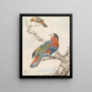 Parrot Painting - Abraham Meertens — framed artwork on a wall