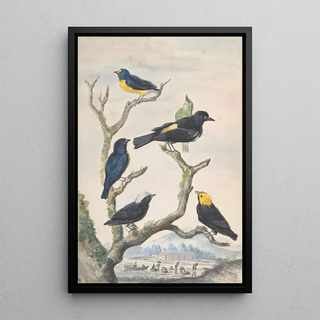 Reproduction of the painting Six birds of South America - Abraham Meertens