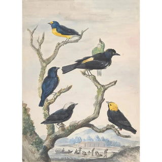 Reproduction of the painting Six birds of South America - Abraham Meertens