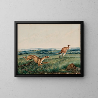 a Dog chasing a kangaroo - Adam Gustavus Ball — framed artwork on a wall