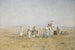 Bedouins in the Desert - Adolf Meckel von Hemsbach — artwork view