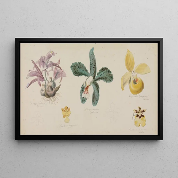 Five different orchid flowers - Adolf Schrödter — framed artwork on a wall