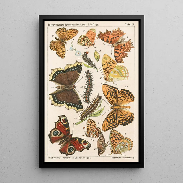 Entomology of German butterflies for beginners with a collection guide Pl01 - Adolf Speyer — framed artwork on a wall