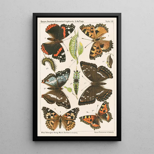 Reproduction of the painting Entomology of German butterflies for beginners with a collection guide Pl02 - Adolf Speyer