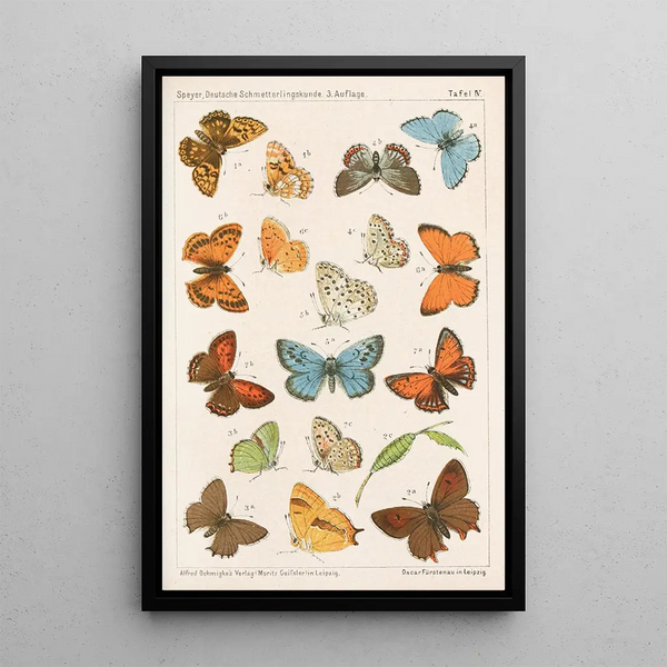 Entomology of German butterflies for beginners with a collection guide Pl03 - Adolf Speyer — framed artwork on a wall