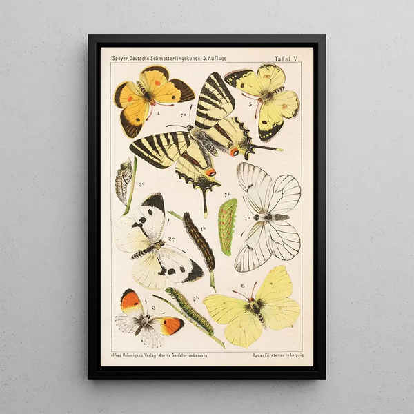 Deutsche Schmetterlingskunde for beginners with a collection guide Pl04 - Adolf Speyer — framed artwork on a wall