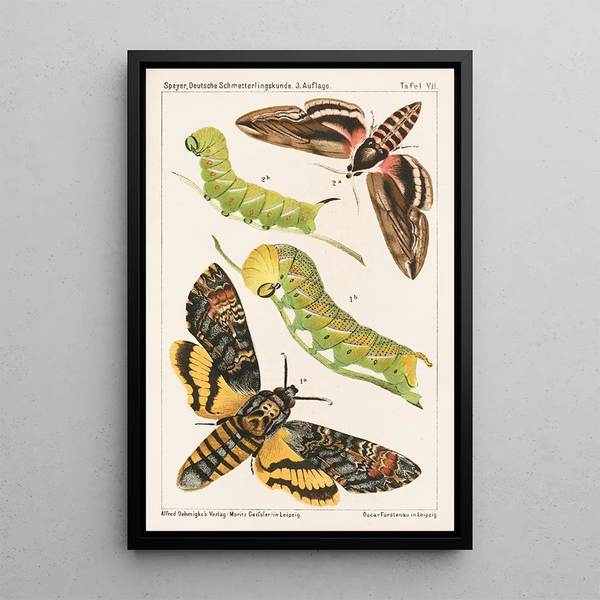 Deutsche Schmetterlingskunde for beginners with a collection guide Pl06 - Adolf Speyer — framed artwork on a wall