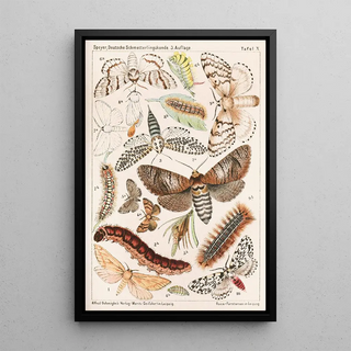 Adolf Speyer - Deutsche Schmetterlingskunde fr Anfnger Nebst einer Anleitung zum Sammeln Pl09.webp