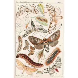 Adolf Speyer - Deutsche Schmetterlingskunde fr Anfnger Nebst einer Anleitung zum Sammeln Pl09.webp