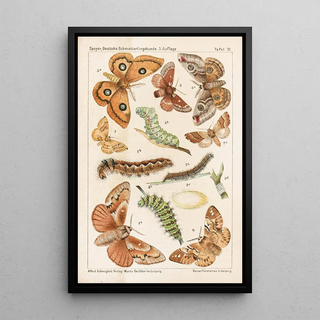 Adolf Speyer - Deutsche Schmetterlingskunde fr Anfnger Nebst einer Anleitung zum Sammeln Pl10.webp