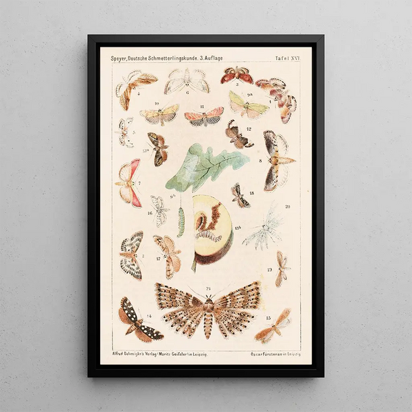 Deutsche Schmetterlingskunde for beginners with a collection guide Pl15 - Adolf Speyer — framed artwork on a wall