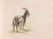 Goat - Adolph Tidemand — artwork view
