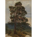 Reproduction of the painting Study of a Pine - Adolph Tidemand