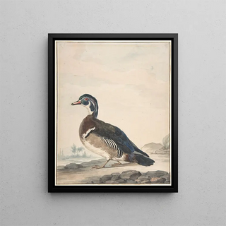 A duck - Aert Schouman — framed artwork on a wall