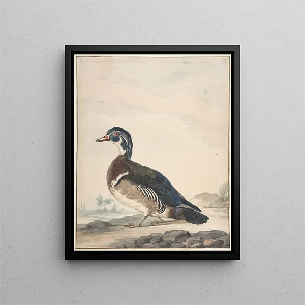 A duck - Aert Schouman — framed artwork on a wall