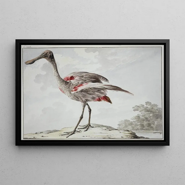 A rosy spatula Platalea ajaja - Aert Schouman — framed artwork on a wall
