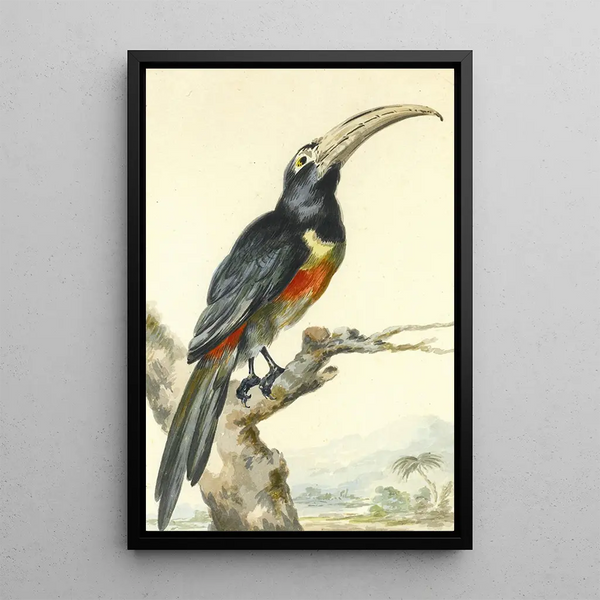 a toucan Pteroglossus Aracari on a branch - Aert Schouman — framed artwork on a wall