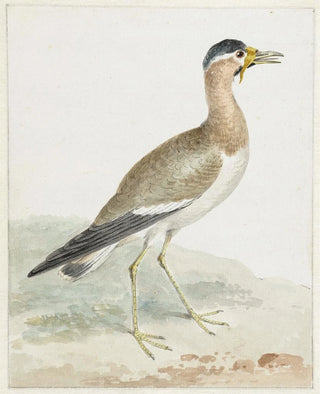 A large-horned lapwing - Aert Schouman — artwork view