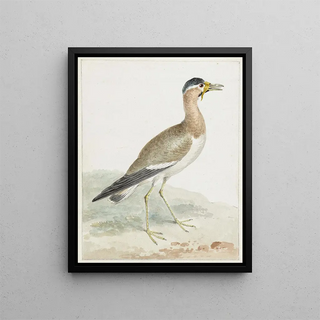 A large-horned lapwing - Aert Schouman — framed artwork on a wall