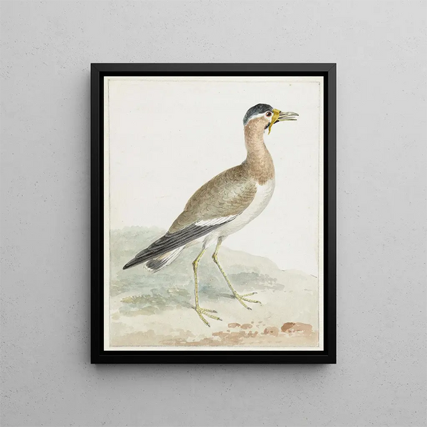 A large-horned lapwing - Aert Schouman — framed artwork on a wall