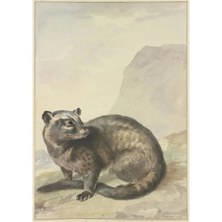 A Strange Civet Cat - Aert Schouman — artwork view
