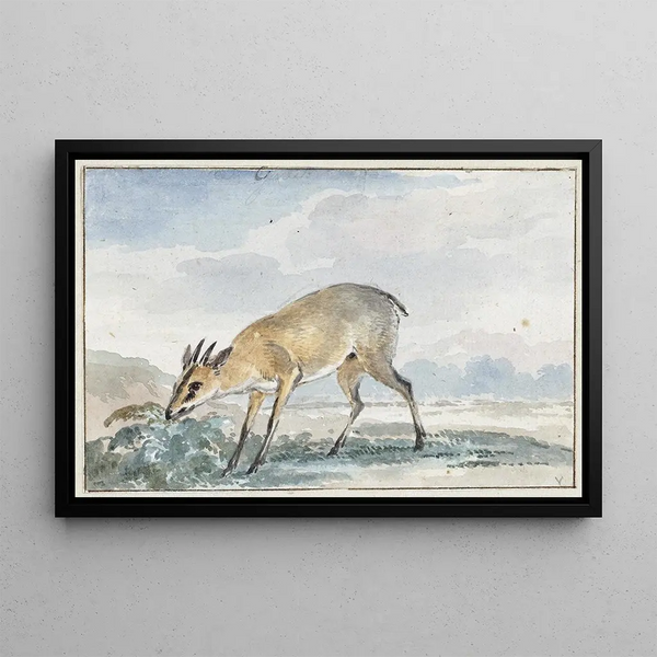 Guinea Jufferbokje or Sylvicapra Grimmia - Aert Schouman — framed artwork on a wall