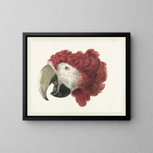 Head of macaw - Aert Schouman — framed artwork on a wall