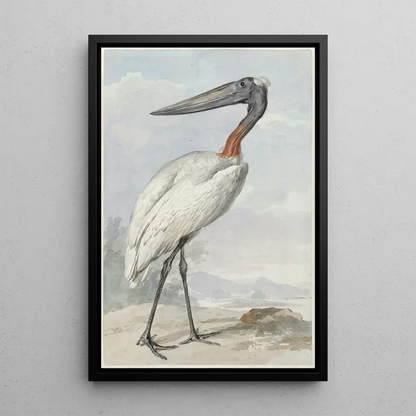 Jabiru Jabiru mycteria - Aert Schouman — framed artwork on a wall