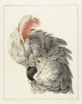 Head of a cockatoo - Aert Schouman — artwork view