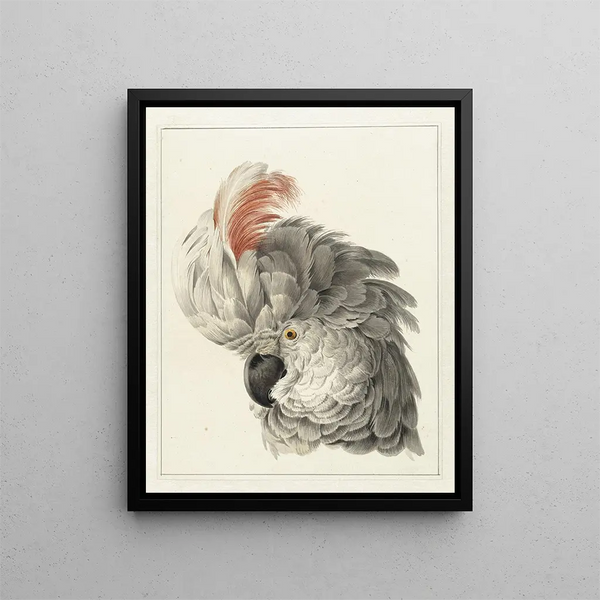 Head of a cockatoo - Aert Schouman — framed artwork on a wall