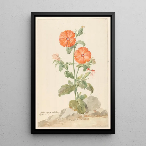 Reproduction of the painting Lychnis fleur de coucou orange dans un paysage - Aert Schouman
