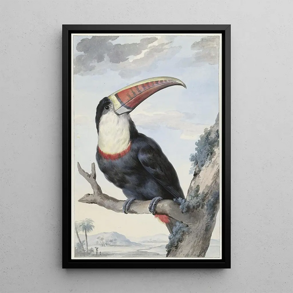 Toucan à bec rouge - Aert Schouman — framed artwork on a wall