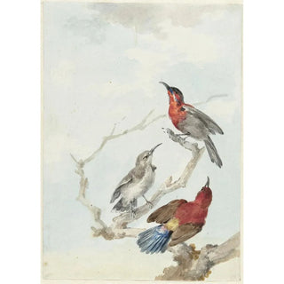 Reproduction of the painting Trois souimangas écarlates - Aert Schouman