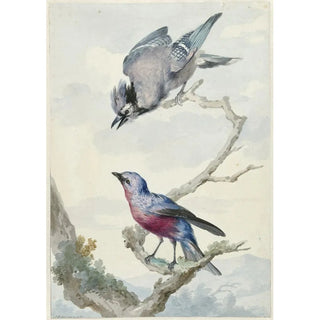 Aert Schouman - Twee vogels een blauwe gaai en een purperborstcotinga.webp