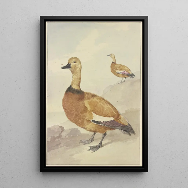 Reproduction of the painting Two Red Ducks - Aert Schouman