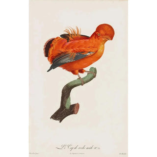 The male Rock Pigeon - After Jacques Barraband — artwork view