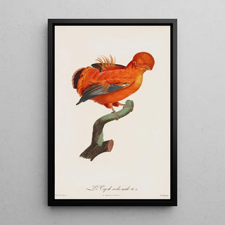 The male Rock Pigeon - After Jacques Barraband — framed artwork on a wall