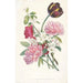 Reproduction of the painting of Bouquet of tulips, peonies, and an apple branch - After Jean Louis Prévost
