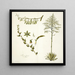 Agave foetida - Nikolaus Joseph Freiherr von Jacquin — framed artwork on a wall