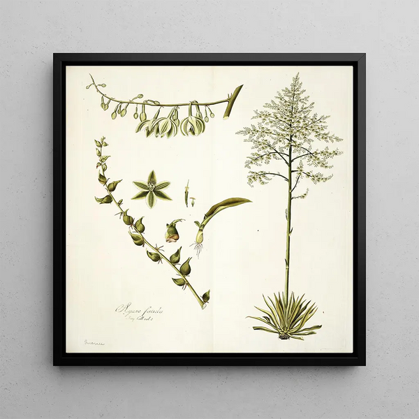 Agave foetida - Nikolaus Joseph Freiherr von Jacquin — framed artwork on a wall
