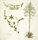 Agave foetida - Nikolaus Joseph Freiherr von Jacquin — artwork view