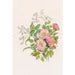 the First Wild Rose-Leaf Penstemon - Agnes Fitzgibbon — artwork view