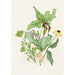 Reproduction of the painting Indian Turnip Orchid Vibrant Cut Painted Cut Scarlet Echinacea - Agnes Fitzgibbon