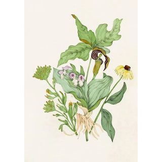 Reproduction of the painting Indian Turnip Orchid Vibrant Cut Painted Cut Scarlet Echinacea - Agnes Fitzgibbon