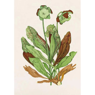 Plant with Jug - Agnes Fitzgibbon — artwork view