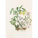 Hepatic Painting with Acute Lobes, Large Uvula, Wood Anemone, Spring Beauty - Agnes Fitzgibbon — artwork view