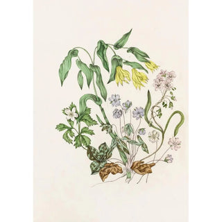 Hepatic Painting with Acute Lobes, Large Uvula, Wood Anemone, Spring Beauty - Agnes Fitzgibbon — artwork view