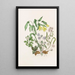 Hepatic Painting with Acute Lobes, Large Uvula, Wood Anemone, Spring Beauty - Agnes Fitzgibbon — framed artwork on a wall